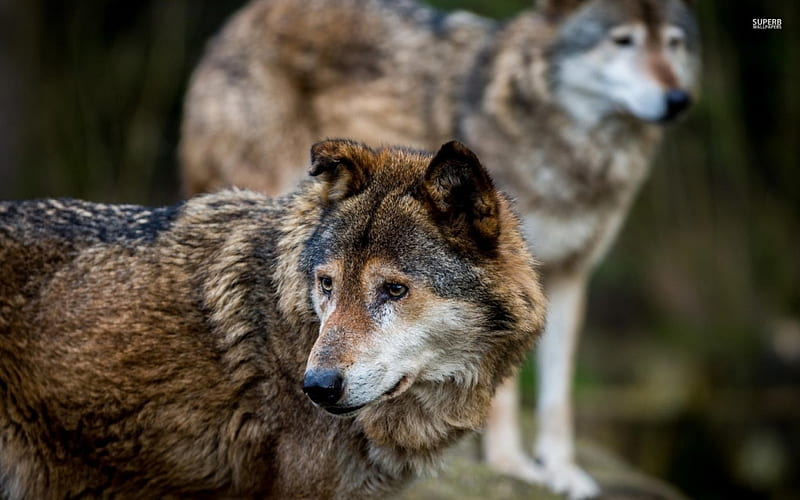 Gray wolves, wilderness, predators, wild, grey wolf, wildlife, nature ...