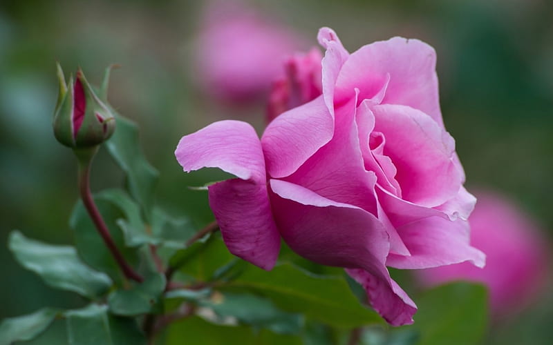 Rose, green, flower, summer, pink, HD wallpaper | Peakpx