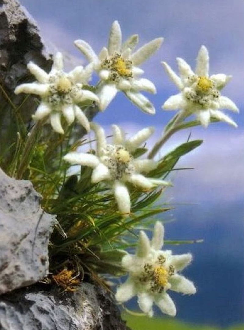 edelweiss, flower, mountain, HD phone wallpaper