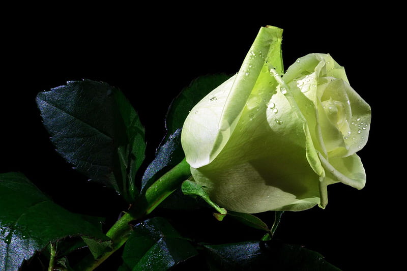 Green Rose, leaves, green, rose, flowers, dew, nature, drops, petals, HD wallpaper