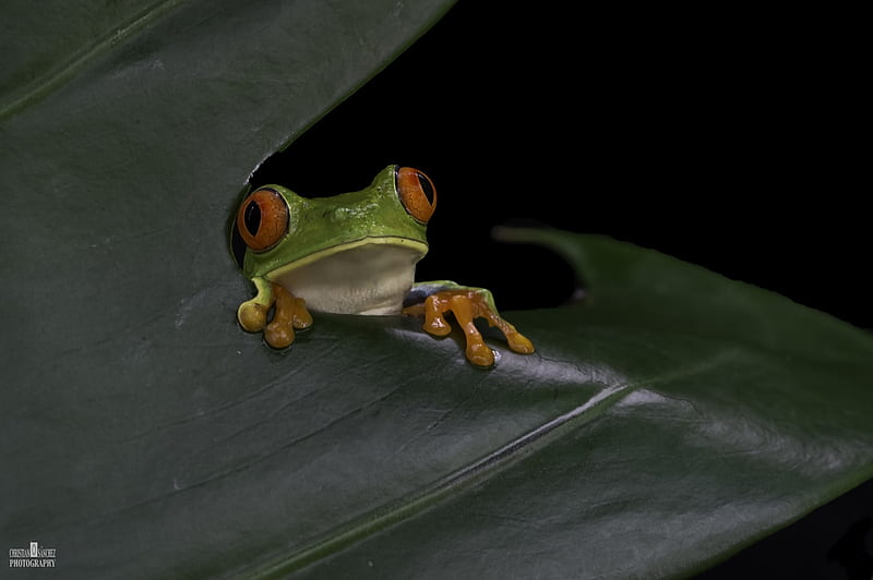 Frogs, Anphibius, Animals, Green, Orange, Herpetology, HD wallpaper