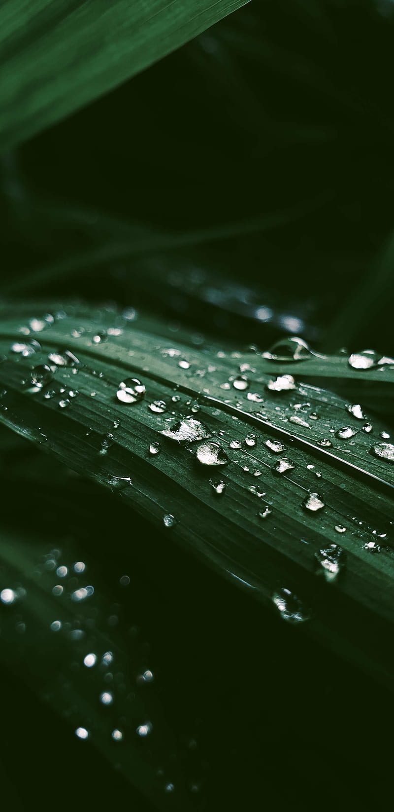 Water drops on green leaf, HD phone wallpaper | Peakpx