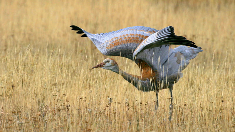 juvenile sandhill crane-Birds high-definition, HD wallpaper