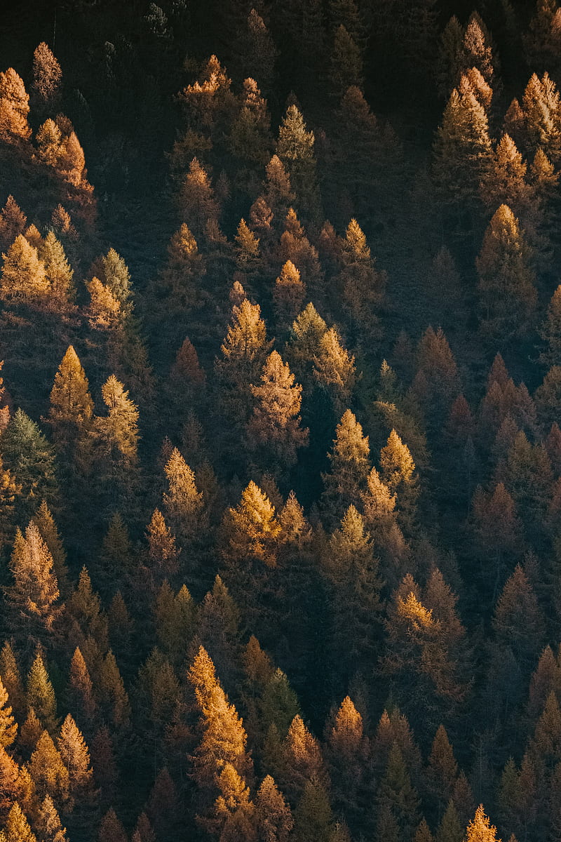 forest, aerial view, trees, coniferous, treetops, HD phone wallpaper