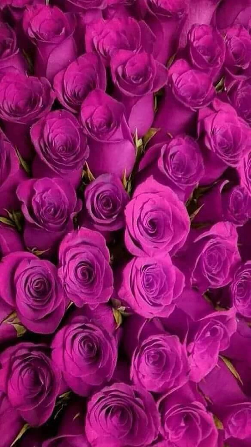 Purple Roses, purple, roses, HD phone wallpaper | Peakpx