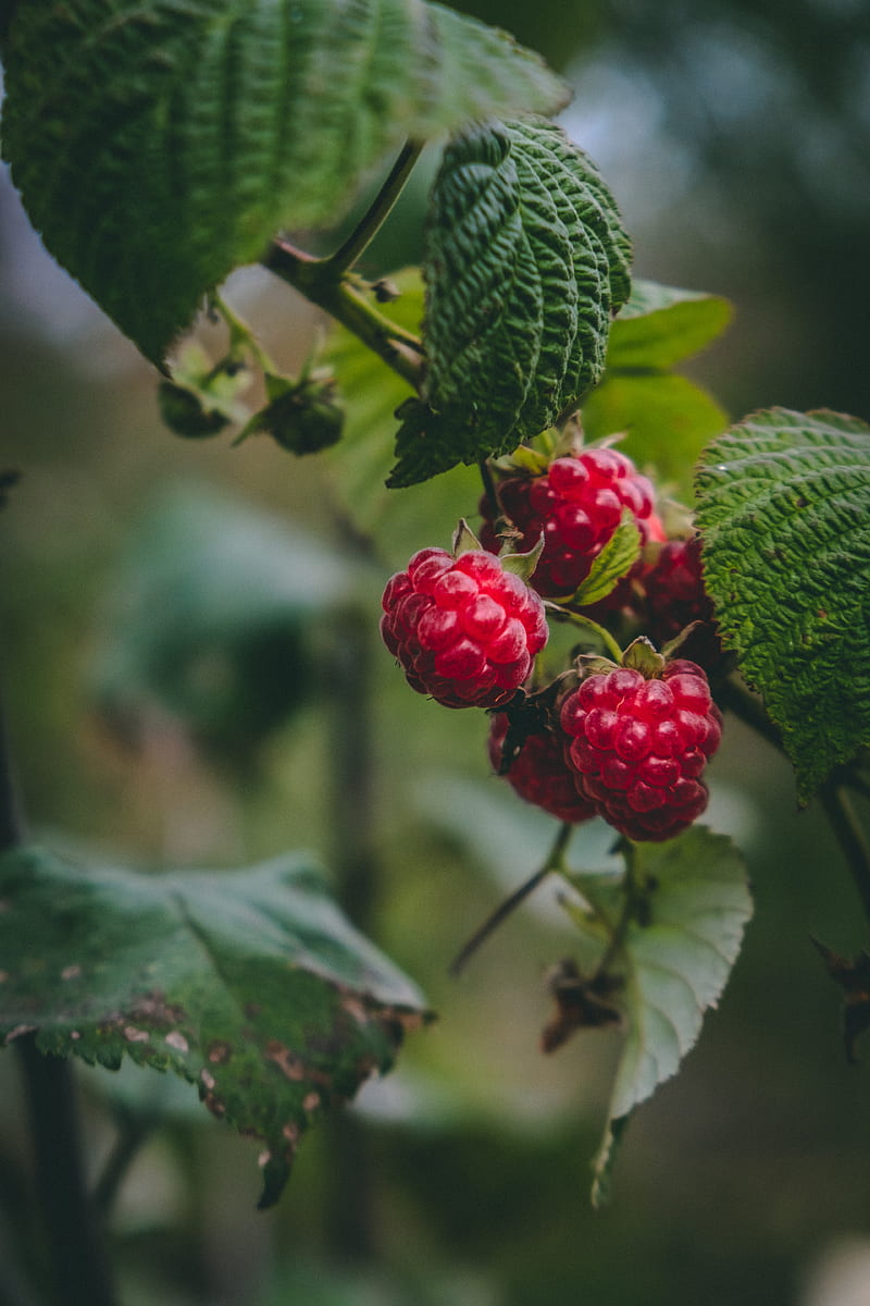 raspberry, berries, macro, fruit, plant, HD phone wallpaper