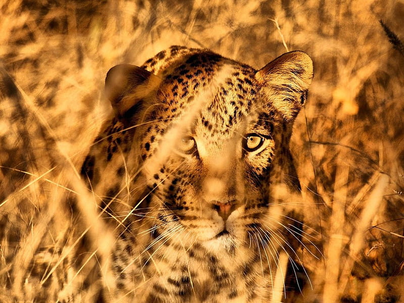 DUSK STALKER, leopard, grass, savannah, camoflauge, africa, sundown, bushveld, predators, big five, wildlife, evening, cats, HD wallpaper