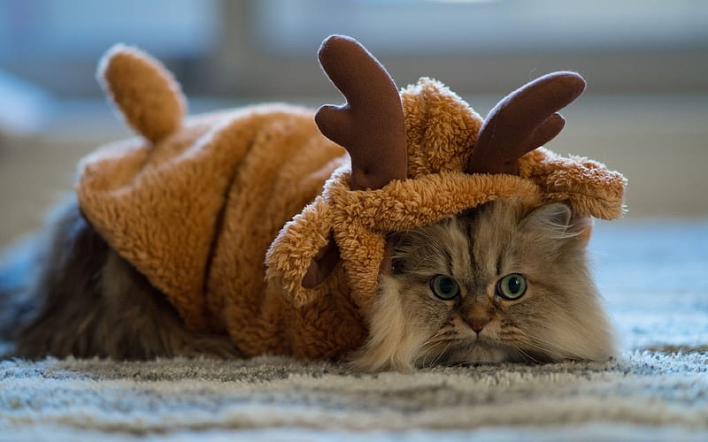 cat, pet, costume, deer, HD wallpaper