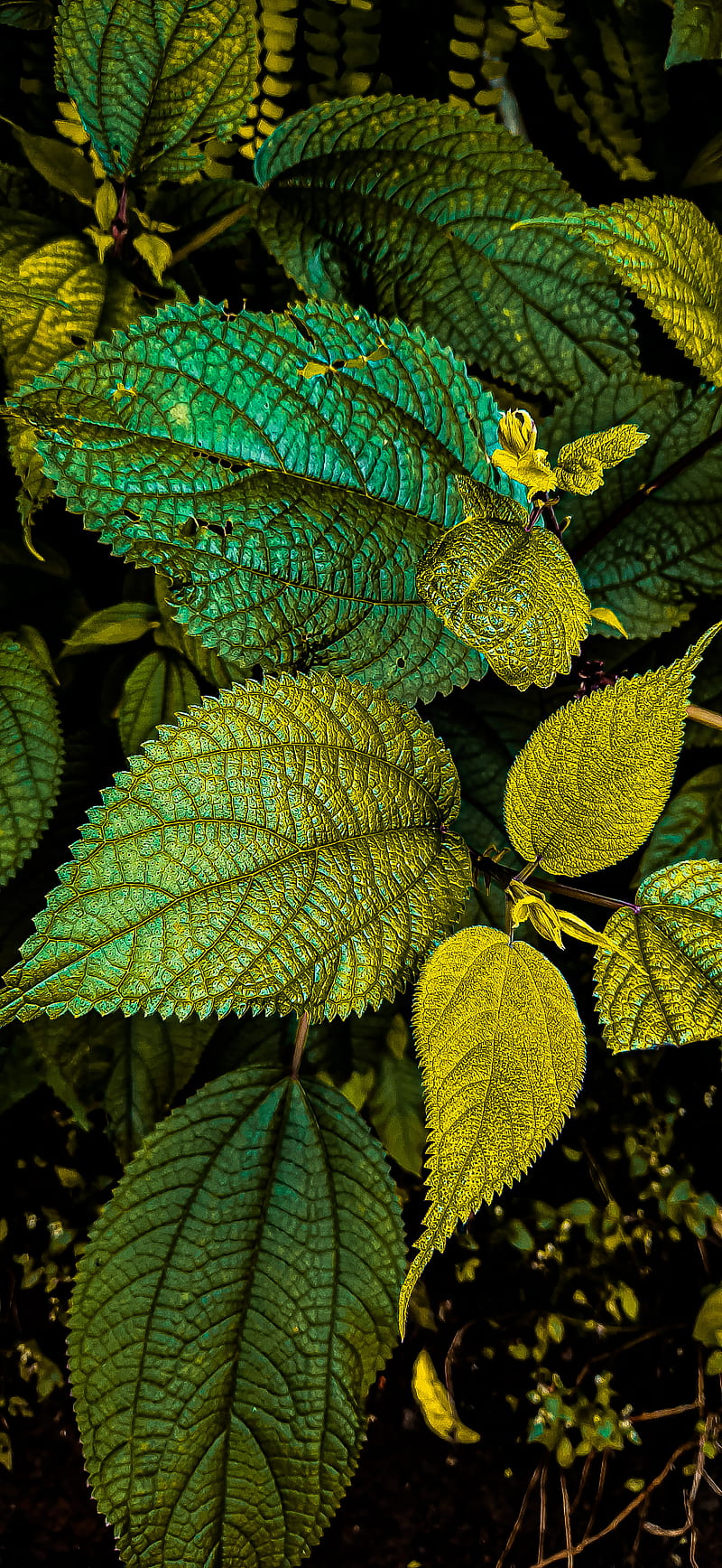 Golden leafs, background, dark, flower, golden, leaf, nature love, sunshine, yellow, HD phone wallpaper