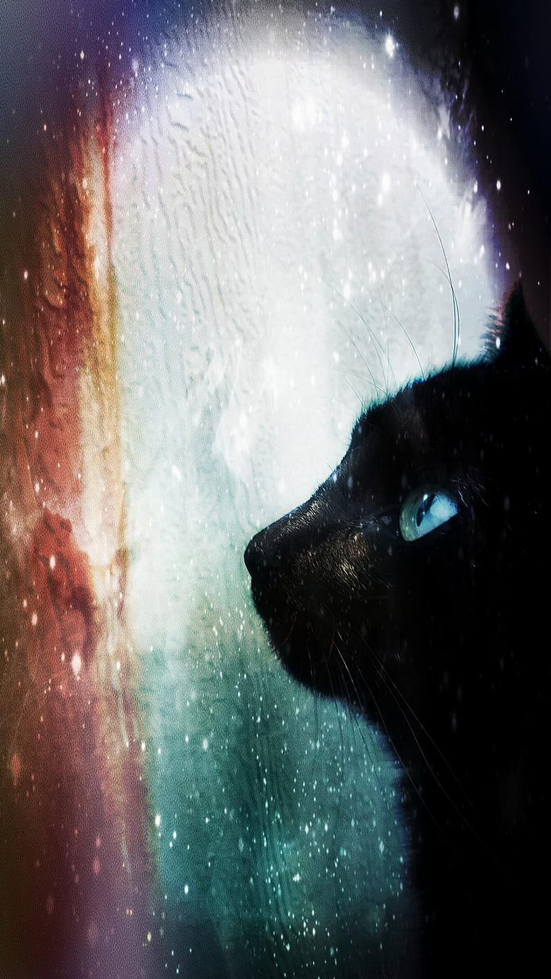 Gallaxy Twinky, black, cat, cats, cool, kitty, panther, panthers, stars, HD phone wallpaper