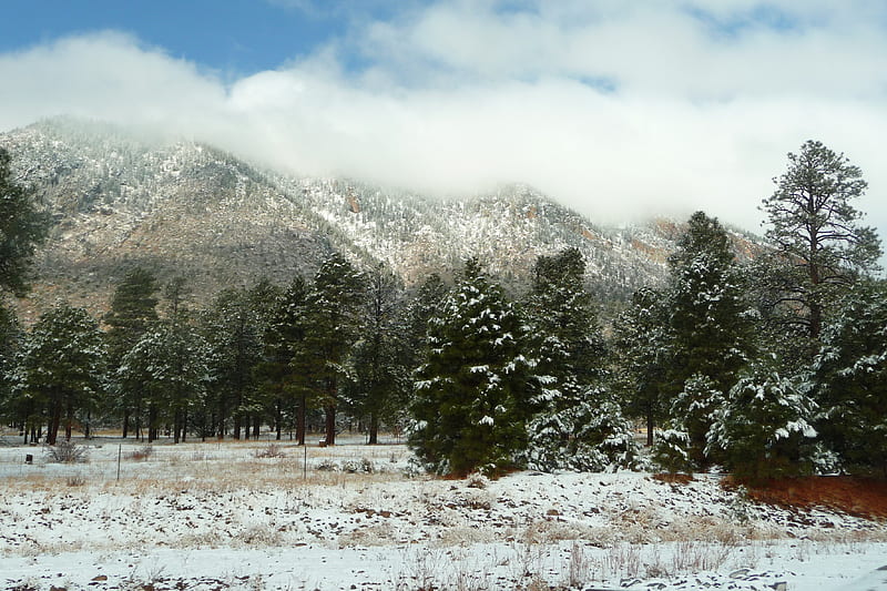 Arizona Snow, desert, snow, mountains, arizona, pinetrees, clouds, forrest, winter, HD wallpaper