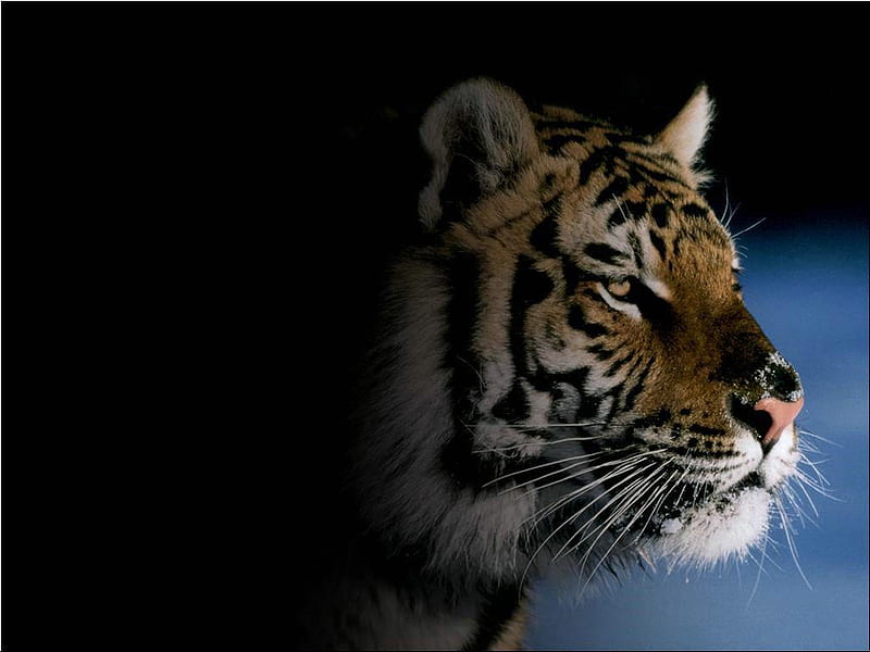 Tiger´s head, feline, big cat, beast, tiger, animal, HD wallpaper