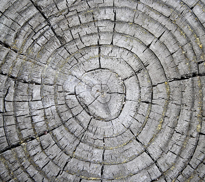 Tree Rings, age, old, HD wallpaper