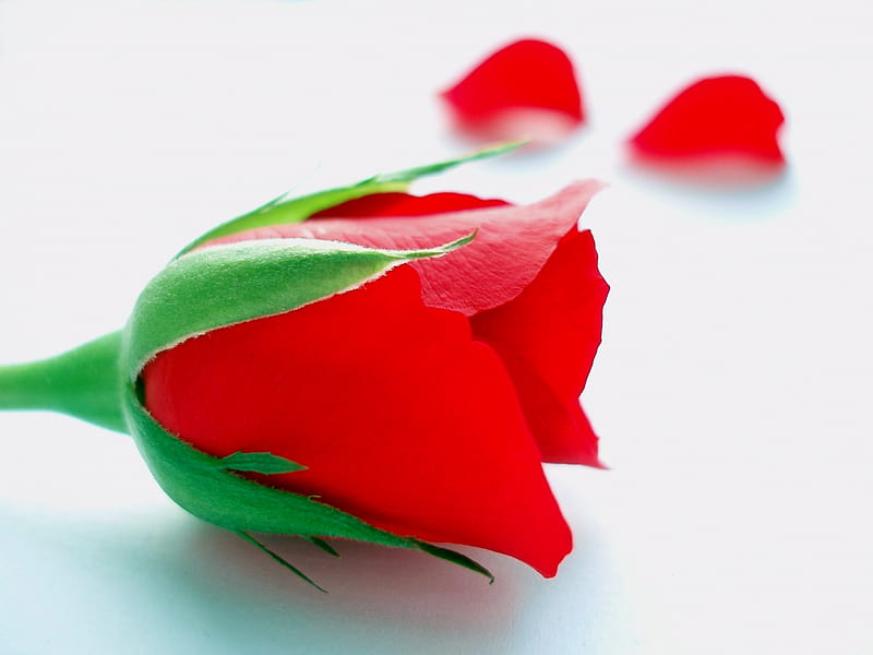 Red Rose Petal, red, ros, lovely, phot, bonito, fallen, graphy, alone, flower, beauty, nature, petals, HD wallpaper