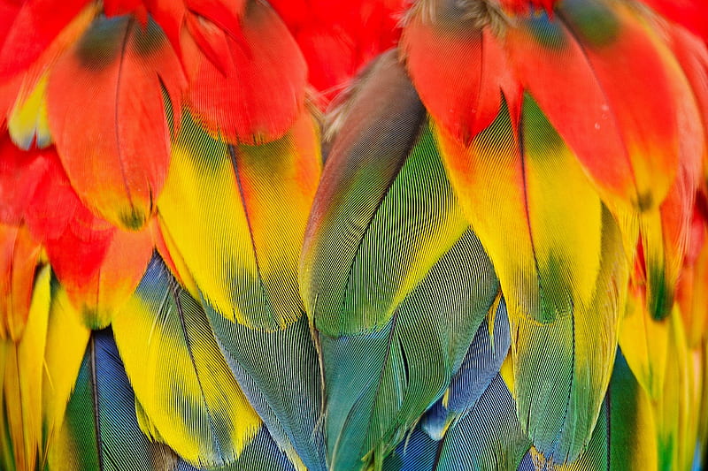Scarlet Macaw, abstract, bird, colorful, feathers, parrot, scarlett macaw, HD wallpaper