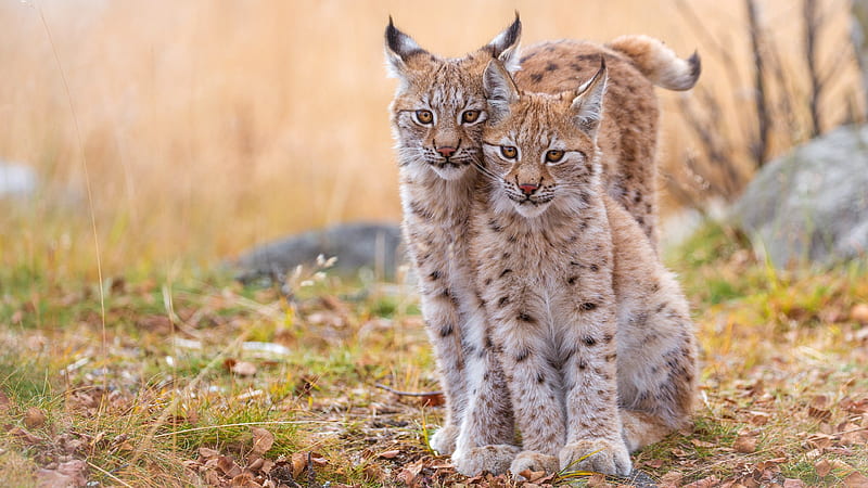 Young Lynx Couple, Animal, Couple, Lynx, Young, Wildlife, HD wallpaper