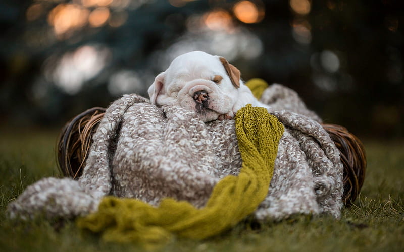 American bulldog, very small puppy, white cute puppy, small dog, sleeping puppy, bokeh, blur, puppy in a basket, dogs, HD wallpaper