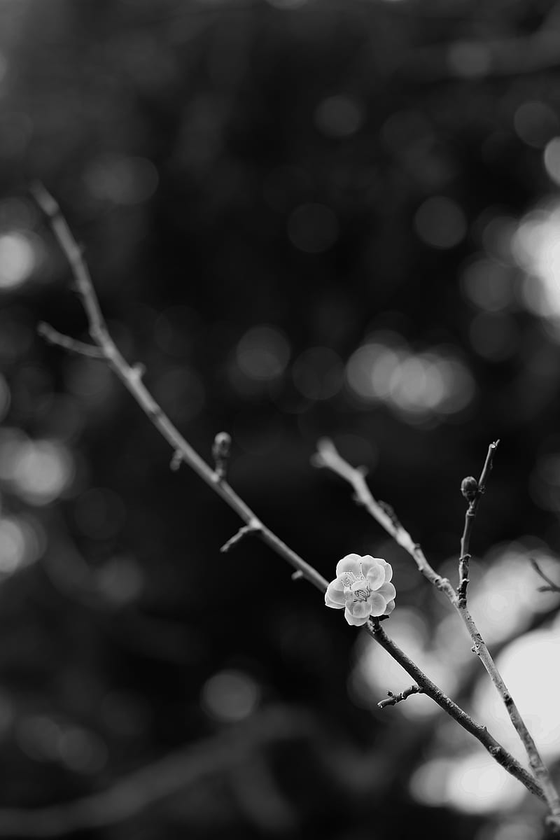 sakura, flower, bw, branch, blur, HD phone wallpaper