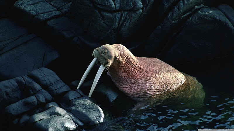 walrus, seal, water, tusks, HD wallpaper