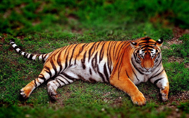 Amur tiger, predator, tiger, green grass, wildlife, HD wallpaper