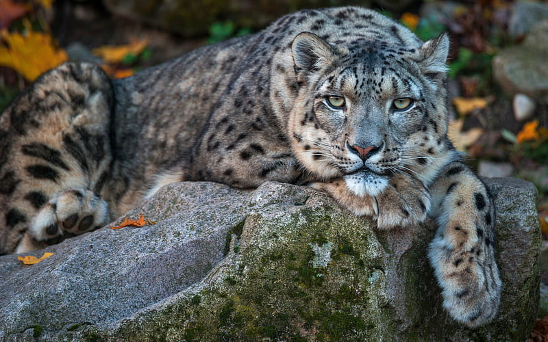 Cats, Snow Leopard, Rock, HD wallpaper