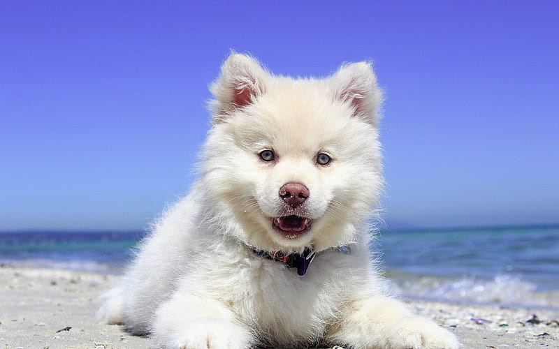 Finnish Lapphund, Puppy, cute animals, white dog, HD wallpaper