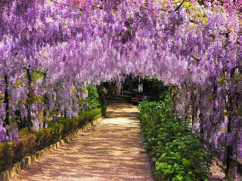 Beautiful Wisteria, blossoms, path, spring, sunshine, park, HD wallpaper