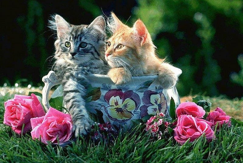 cute flowerpot, cute, flowerpot, cats, animals, HD wallpaper