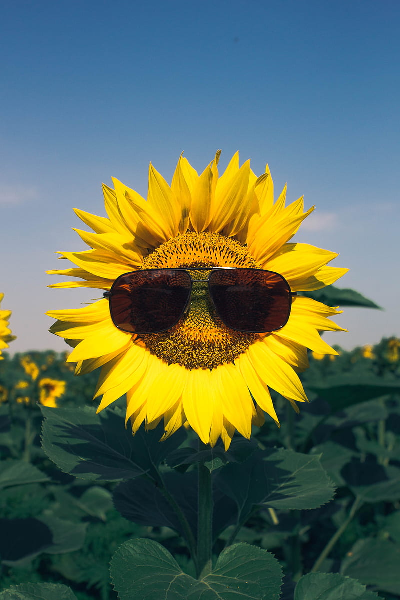 sunflower, flower, sunglasses, funny, HD phone wallpaper
