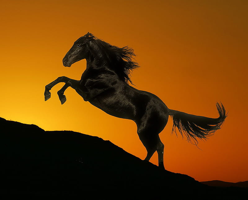 Stallion, animal, sunset, HD wallpaper