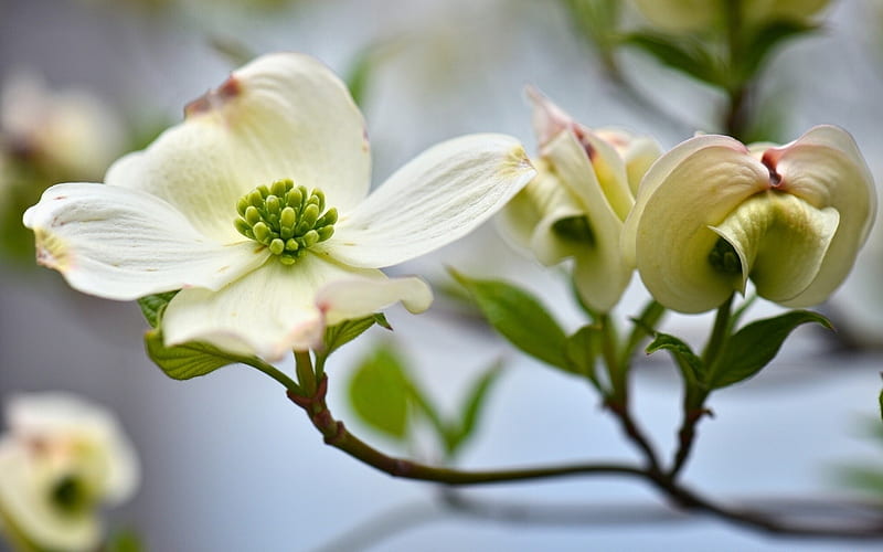 flower white-plants s, HD wallpaper