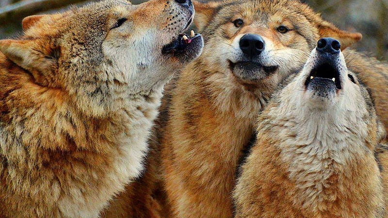 Howling Wolves, red, wolves, animal, howling, HD wallpaper
