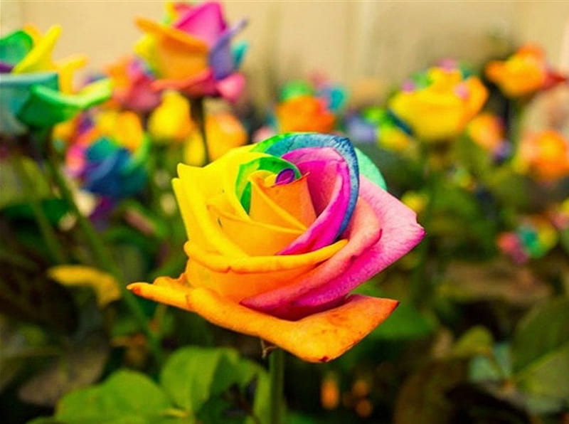 Rainbow Rose, colorful, flowers, rainbow, rose, HD wallpaper | Peakpx