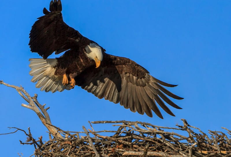 Eagle, landing, nest, bird, HD wallpaper
