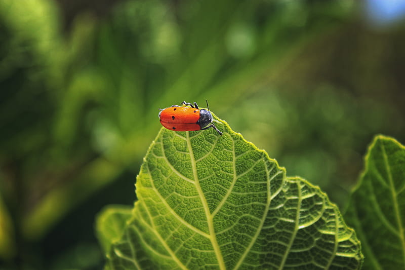 bug, leaf, macro, insect, red, HD wallpaper