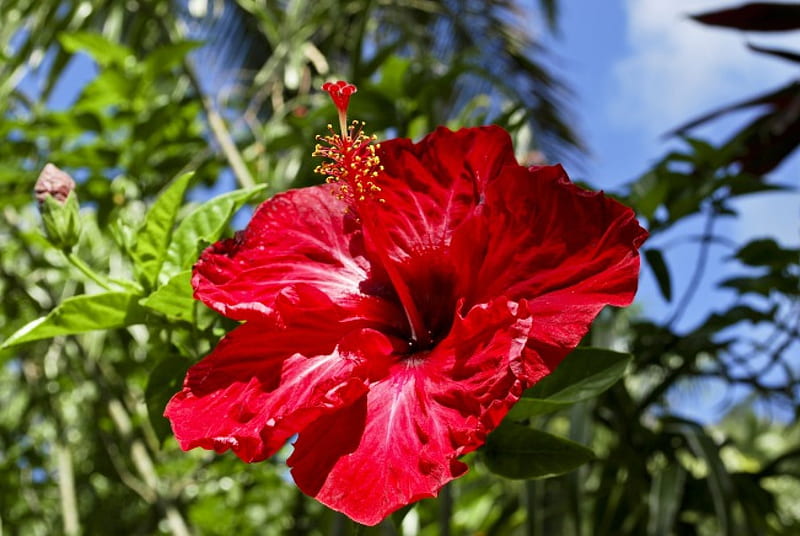 Tropical Flower Red Hibiscus in Hawaii Polynesia, red, hibiscus, plant, bora bora, botany, forest, islands, lei, hawaii, lush, paradise, flower, rainforest, cook, rain, tropical, hawaiian, HD wallpaper