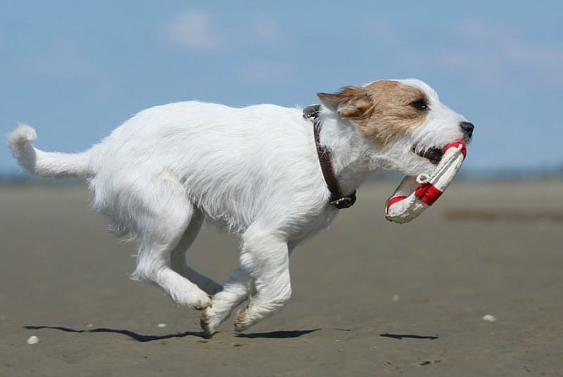 Running for your rescue, beach, pet, life guard, run, dog, HD wallpaper