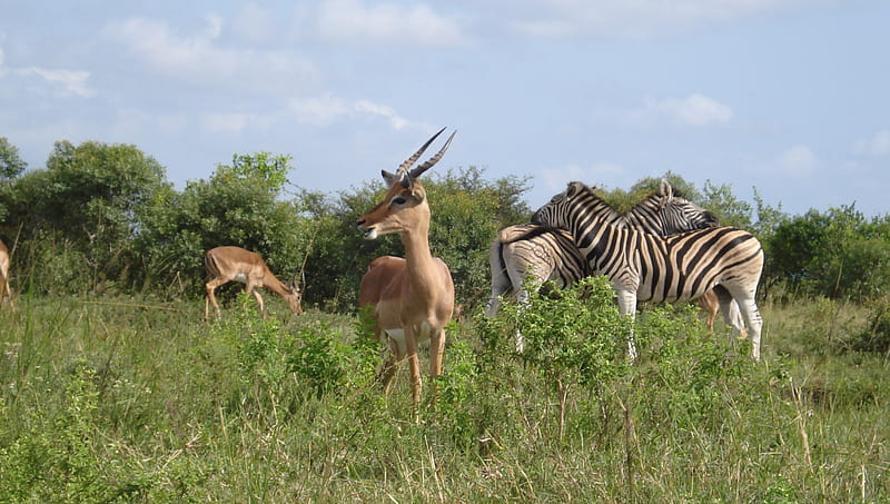 Impala antelope and zebra, ecology, impala, ecosystem, zebra, antelope, habitat, HD wallpaper