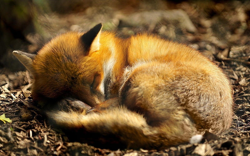 Fox Sleep-animal, HD wallpaper
