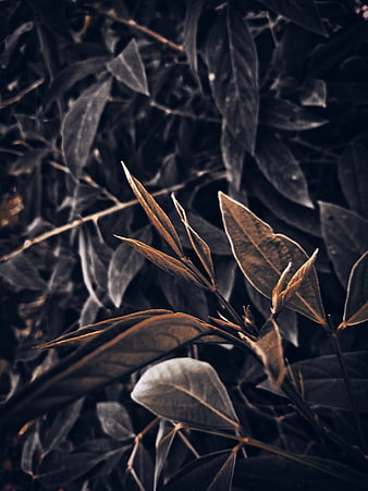 HD leaf edit wallpapers | Peakpx