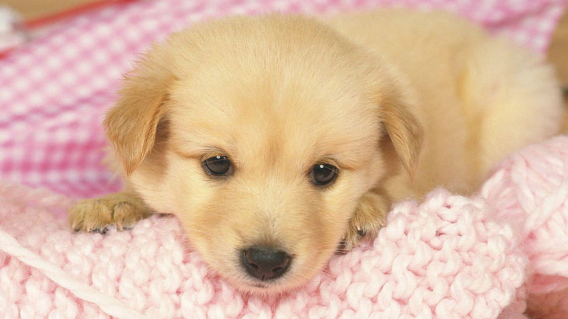 Brown Cute Puppy Is Lying Down On Light Pink Wool Knitted Towel Animals, HD wallpaper