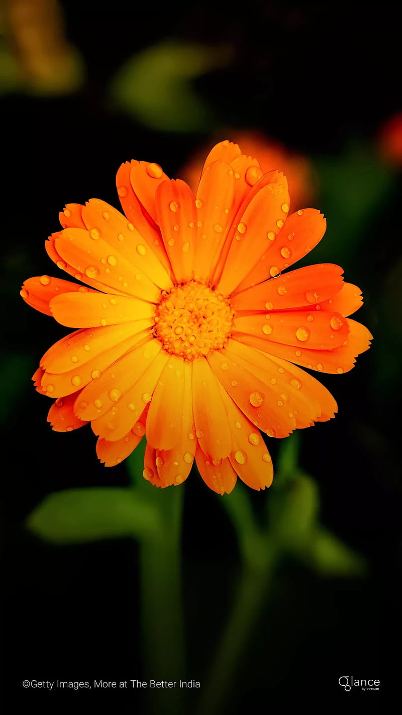 Flower, dslr, fresh, full , healthy, nature, orange, sun flower, HD phone wallpaper