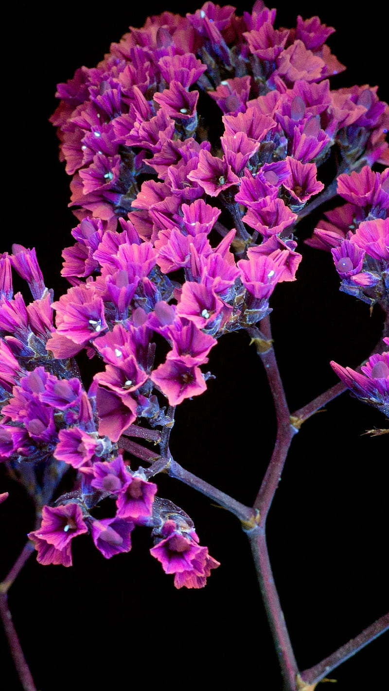 Purple flower , limonium, dark, lockscreen, HD phone wallpaper