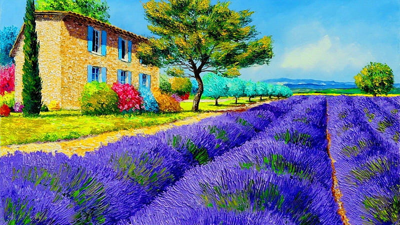 Countryside house near lavender field, colorful, house, lavender, fragrance, countryside, painting, village, flowers, art, scent, sky, freshness, tree, summer, nature, meadow, field, HD wallpaper