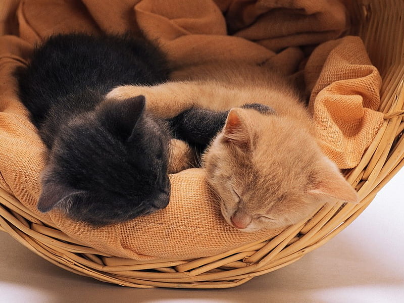 Cats in the basket, kitty, pet adorable, cat, sleeping, humor, basket, funny, kitten, animals, HD wallpaper