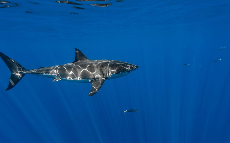 shark, underwater world, White shark, dangerous animals, shark underwater, HD wallpaper