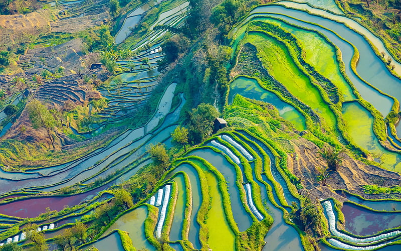 Yuanyang County farm, aerial view, rice fields, Yunnan, China, Asia, HD wallpaper