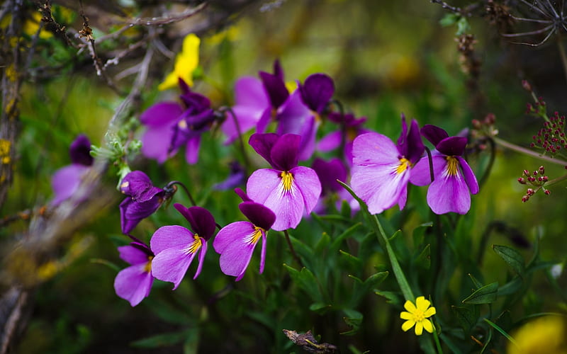 Pansies Purple Pink Panselute Flower Pansy Tre Frati Patati