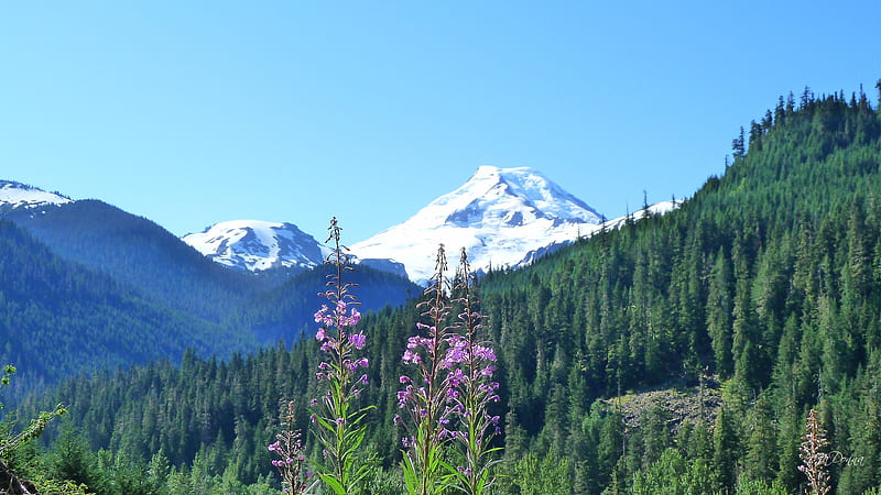 Mount Baker and Fireweed, forest, autumn, washington, firefox persona, trees, sky, fire weed, pacific northwest, mountains, flowers, HD wallpaper