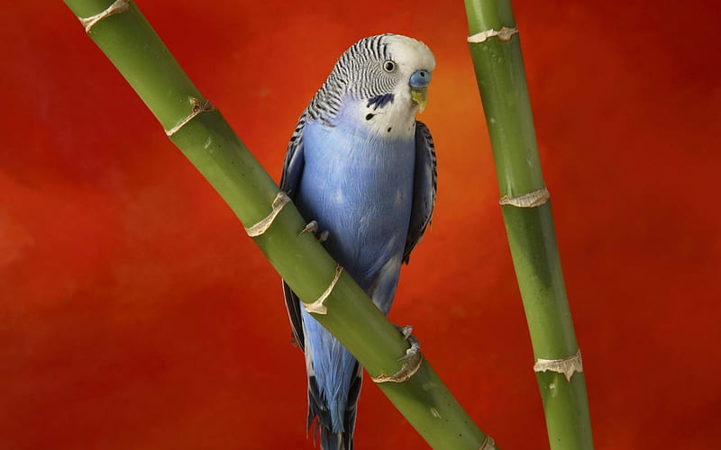 colorful budgerigar 1280 800. jpg, bird, budgie, parakeet, bamboo, blue, HD wallpaper